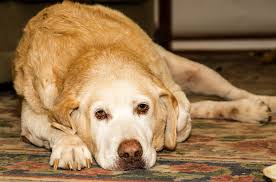Symptoms due to nephrotic syndrome (complications): Chronic Leukemia In Dogs Symptoms Causes Diagnosis Treatment Recovery Management Cost