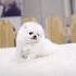 Teacup Pomeranian Puppies For sale | Micro Pom Puppies For ...