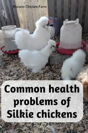 Jul 07, 2020 · silkies tend to be smaller chickens and may have a more difficult time eating large pellets. Health Problems When Raising Silkie Chickens Raising Silkie Chickens Silkie Chickens Coop Silkie Chickens Baby