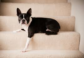 They are stable enough for a small dog. Does Your Dog Need Dog Stairs Or A Ramp American Kennel Club