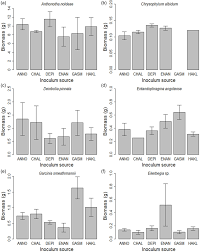 Image result for Anthonotha noldeae