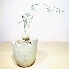 Image result for Adenia kirkii