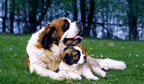 Maybe you would like to learn more about one of these? Saint Bernard Dog Breed Information