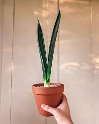 Image result for Sansevieria dawei