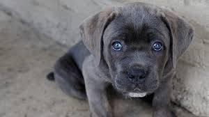 R�sultat de recherche d'images pour "chiot cane corso"