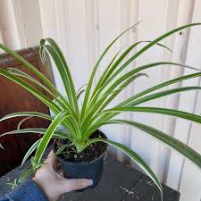 Image result for Chlorophytum delicatulum