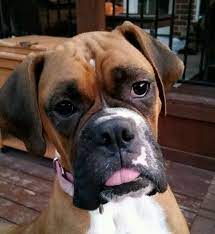 I am from texas and have been breeding boxers since 2002. Pets For Adoption At Austin Boxer Rescue In Hewitt Tx Petfinder