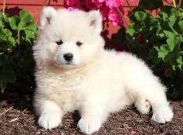 Puppies are 75% samoyed and 2y two puppies left white puppy $950.00 black puppy $550.00. Samoyed Puppies For Sale Puppy Adoption Keystone Puppies