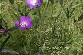 Image result for Agrostis pilgeriana
