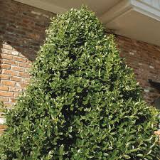 These shrubs add color and beauty even in winter. Stevens Holly Evergreen Privacy Plants Nellie R 10 Live Trees Shrubs Patio Lawn Garden