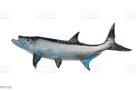 Foto De Tarpon Peixe Mount E Mais Fotos De Stock De Tarpao Istock