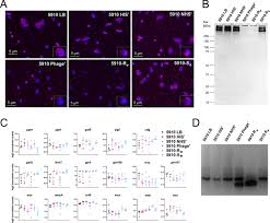 Image result for Striga baumannii