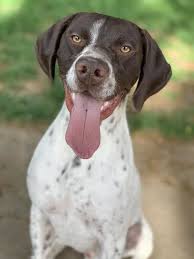 Male gsps make slightly more outgoing companions and more aggressive hunters than females; Dog For Adoption Colter No Cats A German Shorthaired Pointer In Salt Lake City Ut Petfinder