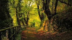Check spelling or type a new query. Beautiful Forest Wallpapers Wallpaper Cave