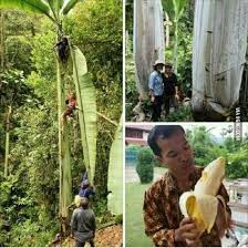 Tangan di sarung tangan memegang pisang. Goriau Pisang Raksasa Ini Batangnya Setinggi 25 Meter Buahnya Seberat 60 Kg Dan Asli Tumbuh Di Indonesia