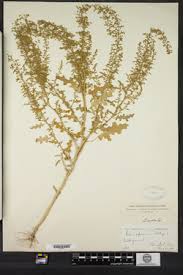 Image result for Dysphania schraderiana