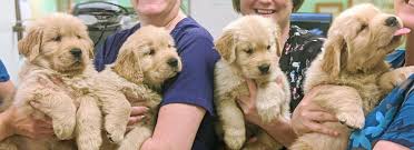 Banfield pet hospital located on churchman road in newark de is a terrible place to take your dog. Meadowlands Veterinary Hospital Washington Veterinary Hospital