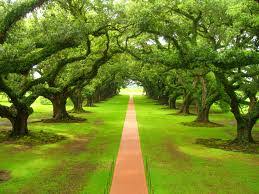Trees of Life