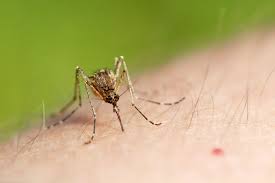 De regula, virusul west nile se transmite la oameni si la animale prin intermediul tantarilor infectati. Virusul West Nile Aproape De Moldova Ipn