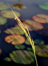 Image result for Oryza longistaminata