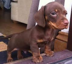 There are dachshund rescue groups across the usa. Dachshund Rescue Near Me Petsidi