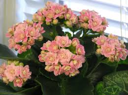 The Pink Double Flowering Variety Of Kalanchoe Kalanchoe Blossfeldiana May Have As Many As 26 Petals P Kalanchoe Flowers Kalanchoe Blossfeldiana Flower Pots