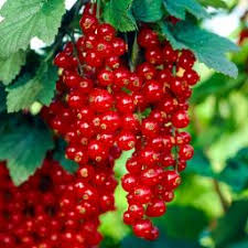 Nur, weil ein bestehender strauch plötzlich die optik stört, sollte er seinen standort nicht verlassen müssen. Johannisbeeren Ratgeber Gartner Potschke