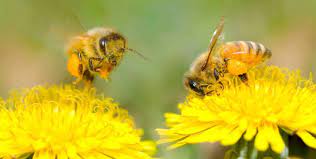 Find the perfect bee pollinating flower stock photos and editorial news pictures from getty images. Exploring The Process Of Pollination Perfectbee