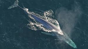 Females typically give birth to one calf every two to three years at the start of winter. Blue Whale U S National Park Service