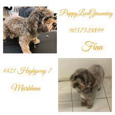 Seoyoon, a social media idol with 100, 000 followers, is actually a very timid person and doesn't have any proper love experience. Puppy Love Grooming Spa Posts Facebook