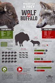 Cold Warriors Wolves And Buffalo Infographic Wolf Versus Buffalo Nature Pbs Wolf Infographic Incredible Creatures