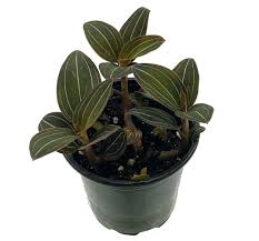 If you remember only one thing, it's that this plant despises drying out completely so do everything you can. Purple Jewel Orchid Plant Ludisia Discolor Rare 4 Pot Spectacular Foliage Flowers Walmart Com Walmart Com