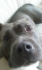 How Could Anyone Resist Such A Sweet Face Eh Pitbull Dog Pitbull Terrier Cute Dogs