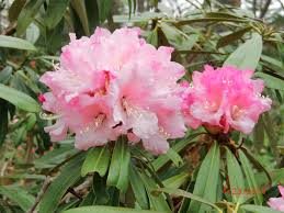 Image result for Rhodopentas