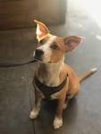 Basenji Mix - - AllMutt