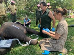 Wild is Life Trust and ZEN - Dr Mark Lombard and Dr Candiss Diamondis do a  scan and tap on Johnnie, under sedation. | Facebook