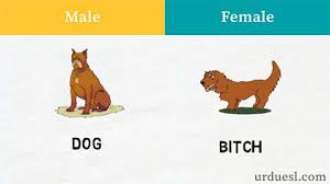 Masculine And Feminine Of Dog Gender Of Animals List Of Animals Male And Female Animals
