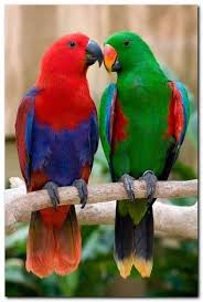 Male And Female Eclectus Green Is Male And Red Is Female Papaganlar Guzel Kuslar Rengarenk Kuslar