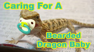 Bearded Dragon Baby Secrets Caring For Your Baby Bearded Dragon Baby Bearded Dragon Bearded Dragon Bearded Dragon Habitat