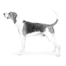 This book contains rules for the united kennel club's coon. Luv My Dogs