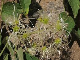 Image result for Clematis hirsuta