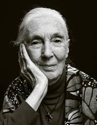 An inspiration to so many of us. RIP Dr Jane Goodall 💔 "You cannot get  through a single day without having an impact