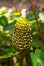 Image result for Costus afer