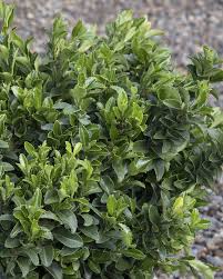 Image result for Euonymus