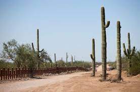 Saguaro cactus to filter toxins and pollutants from the air in your room. Feds Move Some Saguaros Destroy Others For Border Wall Near Lukeville Local News Tucson Com