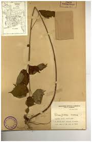 Image result for Triumfetta annua