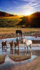 mustang wild horses in 2021 horses all the pretty horses cute animal pictures