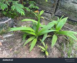 Image result for Molineria