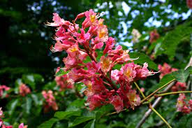 We did not find results for: Aesculus Carnea Wikipedia