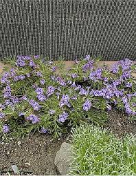 Image result for Aptosimum procumbens